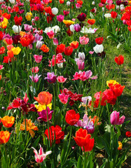 background of tulip flowers of various colors blooming in the spring symbol of the Netherlands