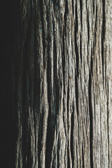 Old brown tree trunk texture, brown wavy natural tree trunk pattern in ancient tree bark. Tree bark...