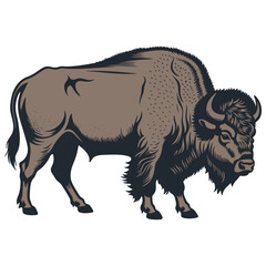 Buffalo, vector illustration