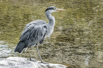 Un héron cendré décoiffé