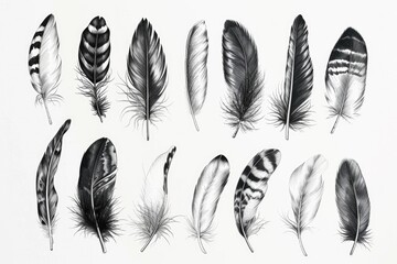 Colorful Feathers on White Surface