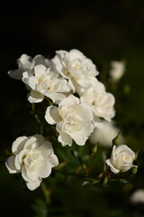 White roses on dark green bokeh background, roses floral background.