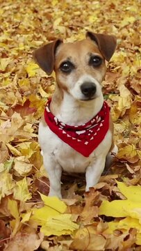 Adorable dog sitting among yellow autumn leaves in the park, looking at the camera and tilting its head. Dog fashion. Vertical video footage