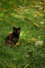 Cat tortoiseshell on a grass, autumn, leaves on lawn, cat sitting on grass. 