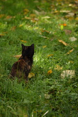 Cat tortoiseshell on a grass, autumn, leaves on lawn, cat sitting on grass. 