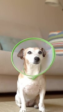 White small senior dog Jack Russell terrier wearing veterinarian cone Elizabethan collar. indoors sunny summer day. vertical video footage