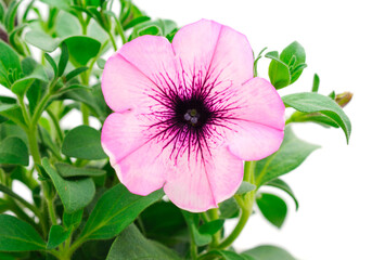 Bouquet of flowers pink petunia.