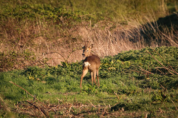 A beautiful animal portrait of a Roe Deer grazing in the English countryside at sunset