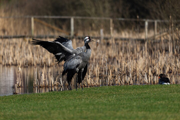 Common crane birds(Grus grus), flapping wings