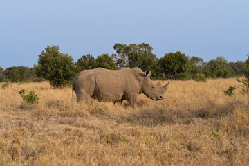 Fototapeta premium White Rhinoceros Ceratotherium simum Square-lipped Rhinoceros at Khama Rhino Sanctuary Kenya Africa.