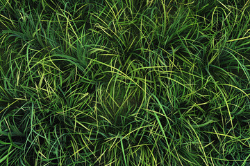 Obraz premium grass texture pattern background