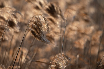 Reeds in april sunset light, windy evening