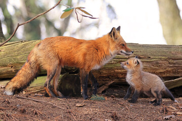 Portrait of mother red fox and her baby in the forest, Canada