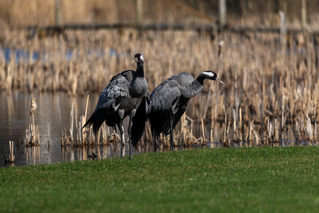 A pair of crane birds standing at the pond