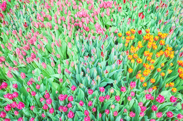 Field of tulips, natural colorful background.