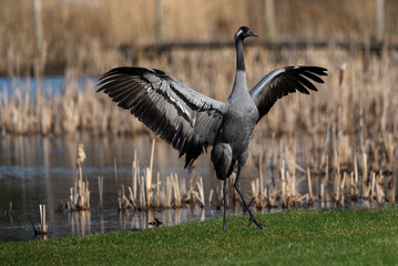 Crane bird dance