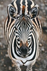 Naklejka premium Zebra Close-Up Portrait