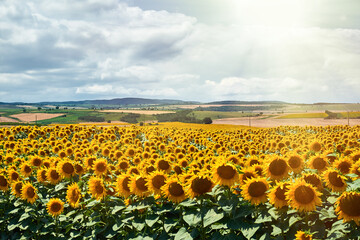 Obraz premium A vast field of sunflowers basking in the warm sunlight.