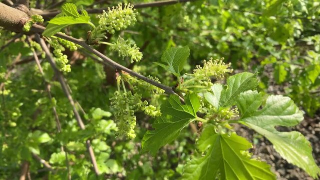 Branches of fruit bush of Morus alba, White mulberry with flowers and green leaves on spring sunny day. Topics: cultivation, beauty of nature, flowering, flora, season, springtime, natural environment