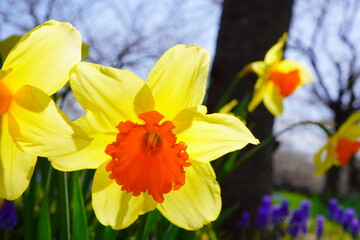 春の花壇に咲く黄色い水仙花（スイセン）。中心のオレンジ色が可愛い。