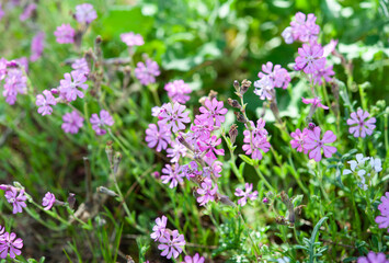 Silene dioica is a perennial herbaceous plant with delicate, intense pink flowers, belonging to the Caryophyllaceae family.