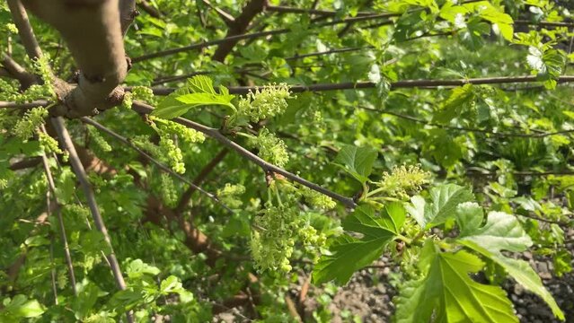 Branches of fruit bush of Morus alba, White mulberry with flowers and green leaves on spring sunny day. Topics: cultivation, beauty of nature, flowering, flora, season, springtime, natural environment