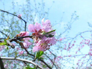 sakura blossom in spring sunny day