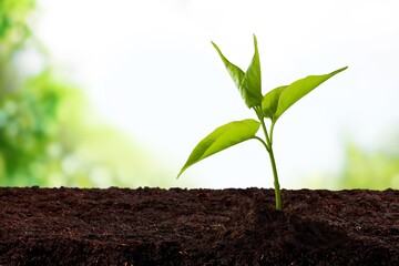 Young fresh green plant springing out of soil
