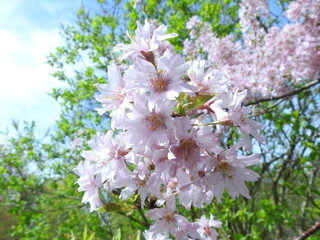 terry sakura flowers