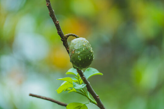 green leaves on a branch with a jocote