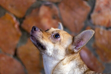 Portrait of a cute chihuahua dog on a brick background