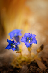 Niebieski kwiat, rozmyte tło., sezon wiosenny, kwiatowy wzór - obrazy, fototapety, plakaty