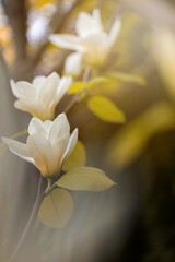 Pastelowe kwiaty magnolii, tapeta, wzór kwiatowy	