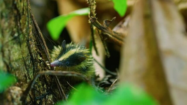 Close up of a Lowland Streaked Tenrec (Hemicentetes semispinosus) in grass.