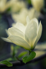 Pastelowe kwiaty magnolii, tapeta, wzór kwiatowy  © anettastar