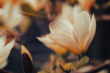 Pastelowe kwiaty magnolii, tapeta, wzór kwiatowy	