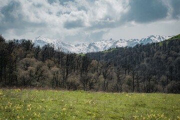 Fototapeta premium meadow in the mountains in summer