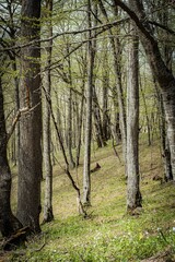 Naklejka premium trees in the forest