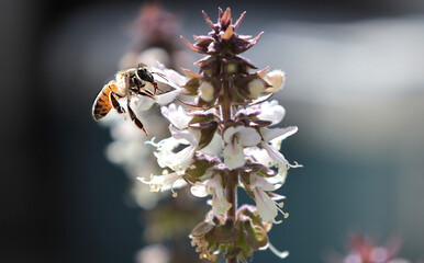 bee on a flower