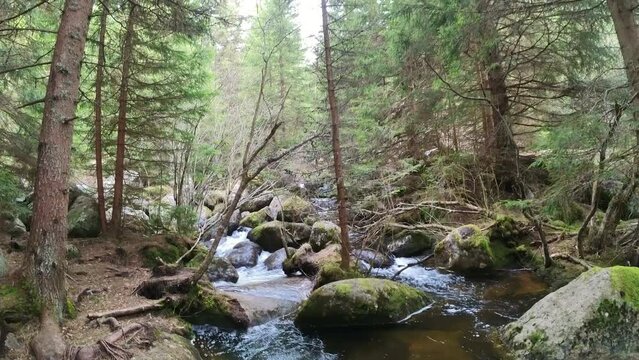 Forest river Cascading Over Rocks in a Lush Woodland