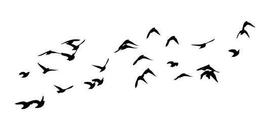 Flying birds silhouette flock. Not AI, Free birds abstraction . Vector illustration