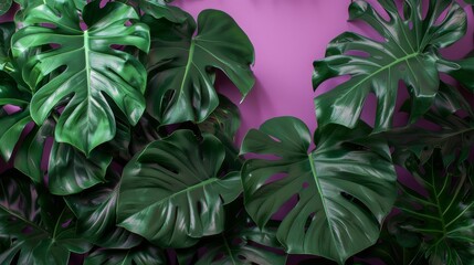 Lush image showcasing vibrant green tropical leaves, including the iconic heart-shaped Monstera Deliciosa leaves. Perfect for a tropical or botanical theme, bringing natural beauty indoors.