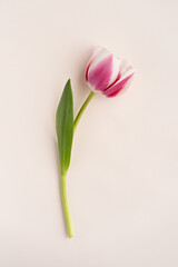 Fresh pink tulip flower on light background. An element of a late flower card. Close-up. Top view.