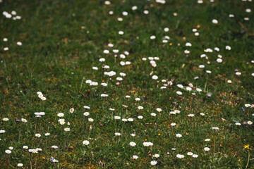 Margeritenwiese im Frühling