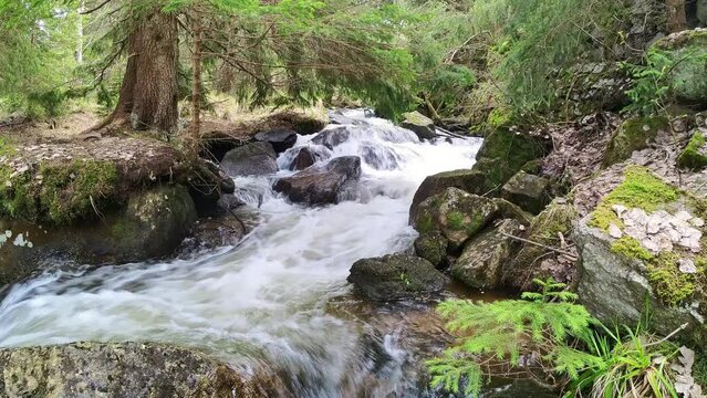 Serene Forest Stream Cascading Over Rocks in a Lush Woodland