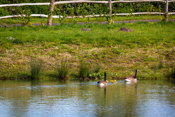 A family of geese swimming across a small lake in Surrey, Image shows two adult geese along with a number of goslings days old