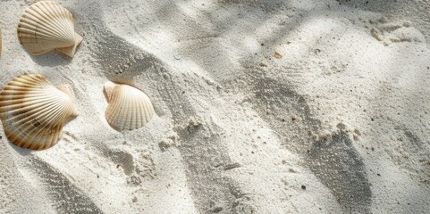 The background is a marine theme. the texture of white sand with shells. the concept of a beach holiday. a place to copy.