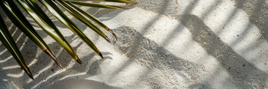 The background is a marine theme. a palm branch on the white sand. the concept of a beach holiday. a place to copy.