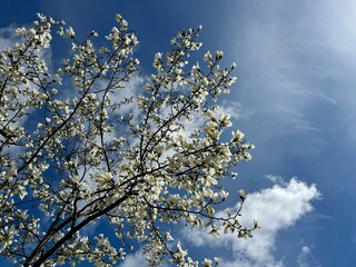 White blossom magnolia tree in the white clouds 