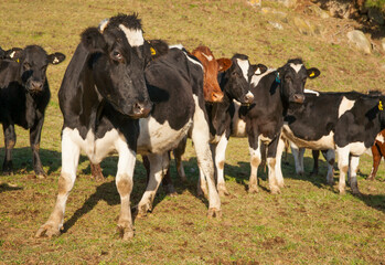 Herd of cattle in field
